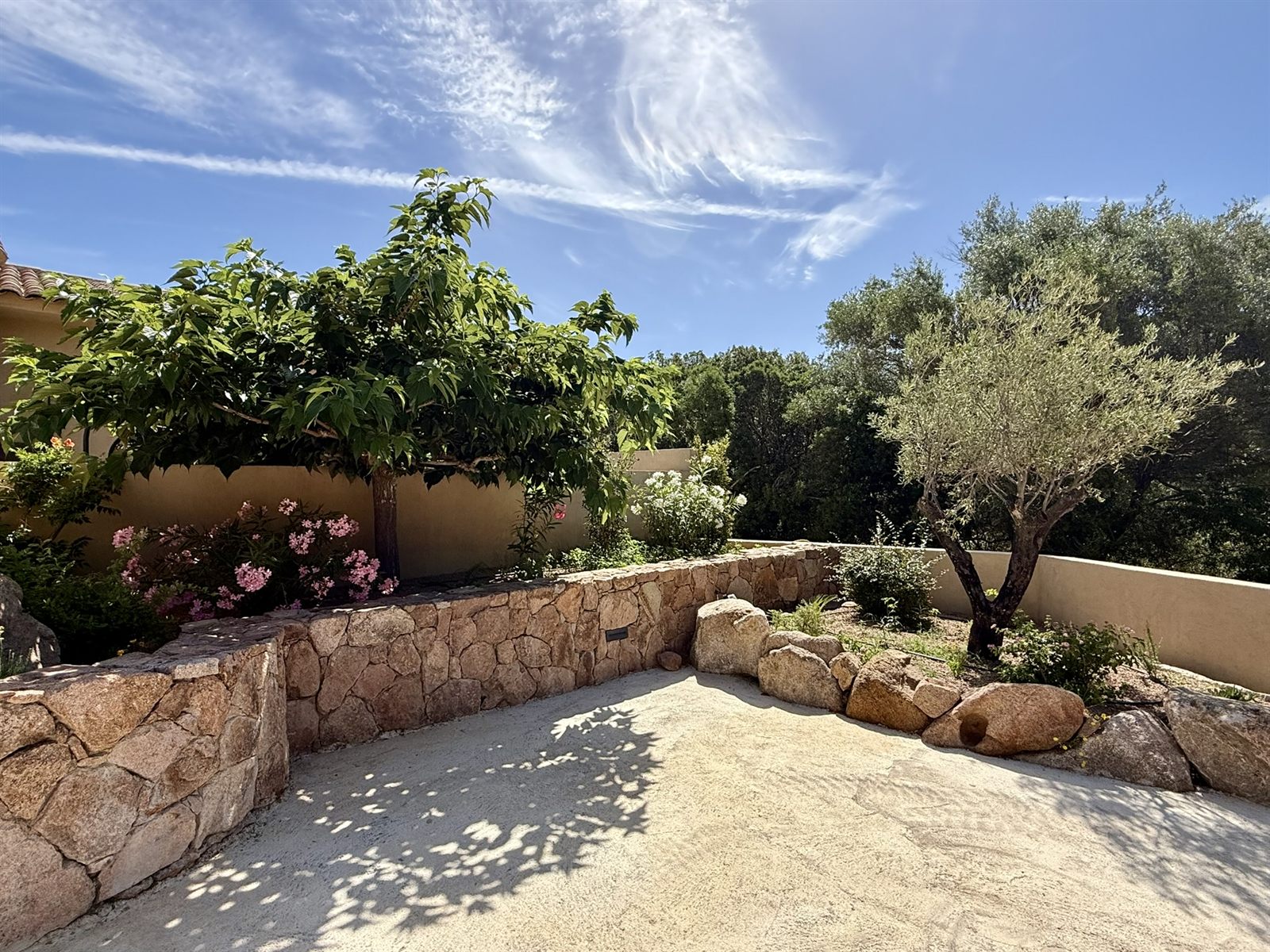 Jardin méditerranéen — figuier, oliviers et maquis corse — Villa Tamaricciu